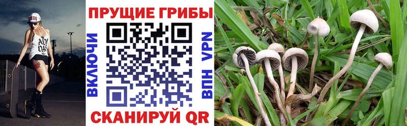 Галлюциногенные грибы Psilocybine cubensis  мориарти клад  Ангарск 